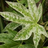 Bakker - Aralia du Japon Spiders Web - Fatsia japonica spider web - Terrasses et balcons