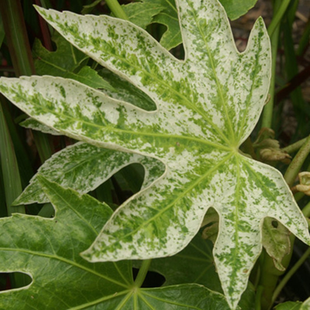 Plantes de terrasses et balcons - Aralia du Japon Spiders Web - Fatsia japonica Spider Web