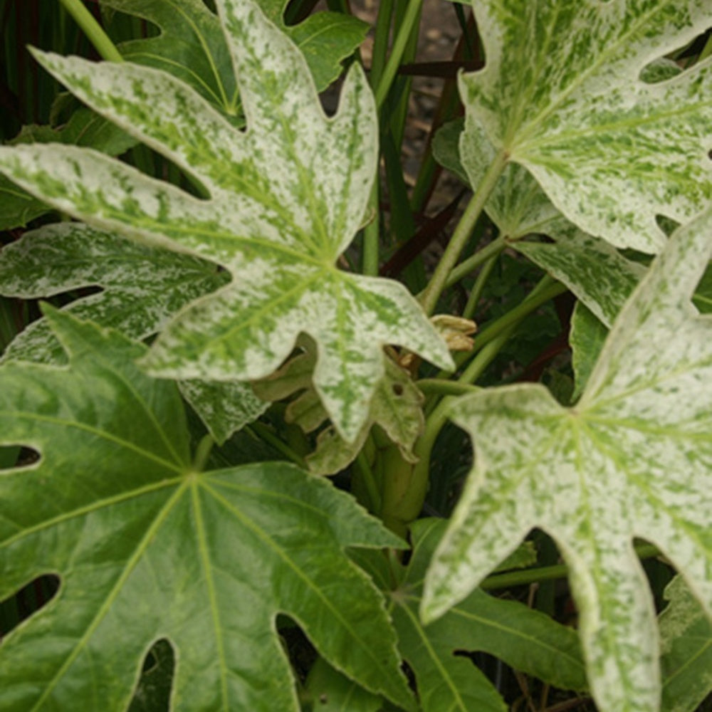 Fatsia japonica Spider Web - Aralia du Japon Spiders Web - Plantes de terrasses et balcons