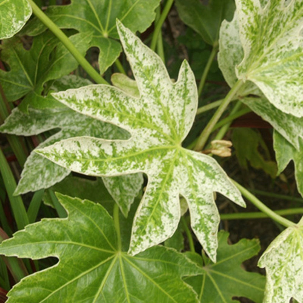 Aralia du Japon Spiders Web - Bakker