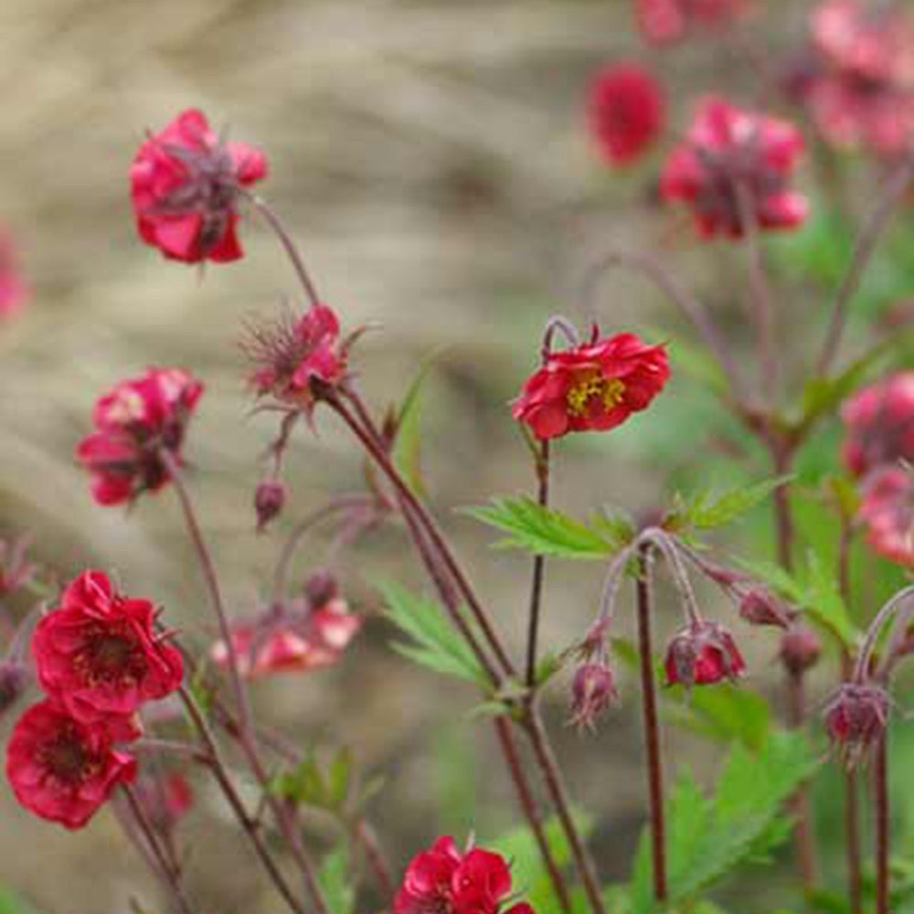 Bakker - Benoîte Flames of Passion - Geum flames of passion ® - Plantes d'extérieur