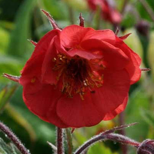 Benoîte Flames of Passion - Bakker