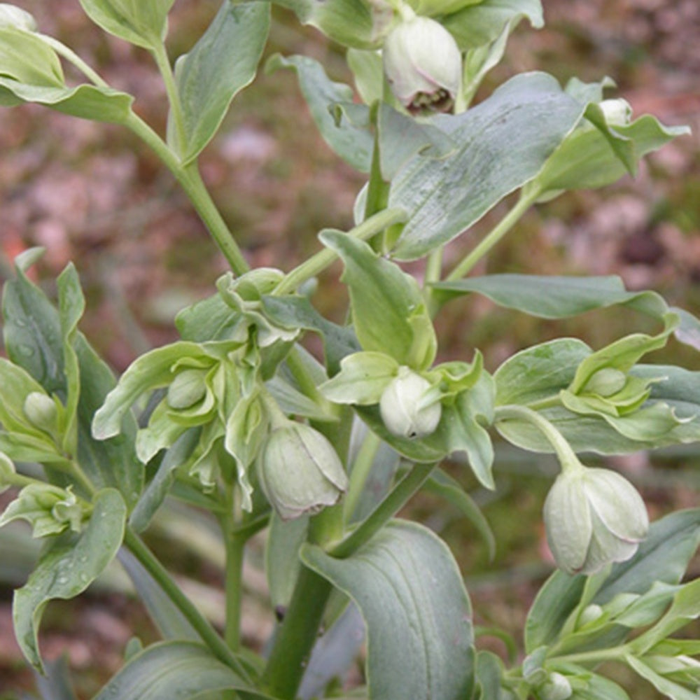 Bakker - Hellébore fétide - Helleborus foetidus - Terrasses et balcons