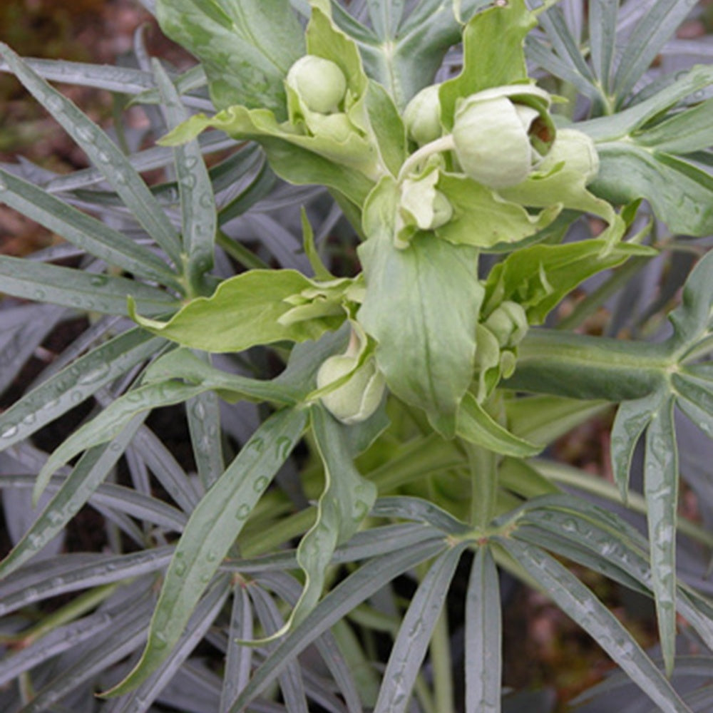 Bakker - Hellébore fétide - Helleborus foetidus - Hellébore - Rose de Noël