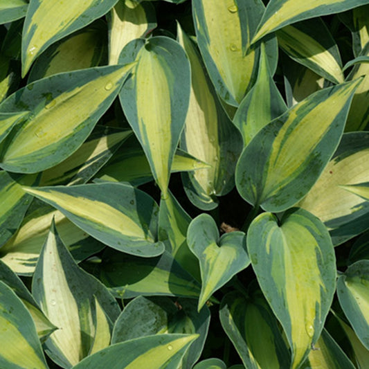 Hosta Catherine - Bakker