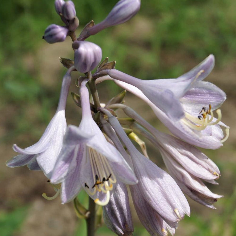 Hosta Catherine - Bakker.com | France