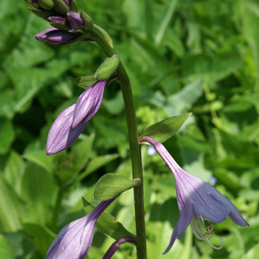 Hosta elata - Bakker