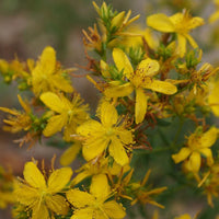 Bakker - Millepertuis perforé - Hypericum perforatum - Plantes d'extérieur