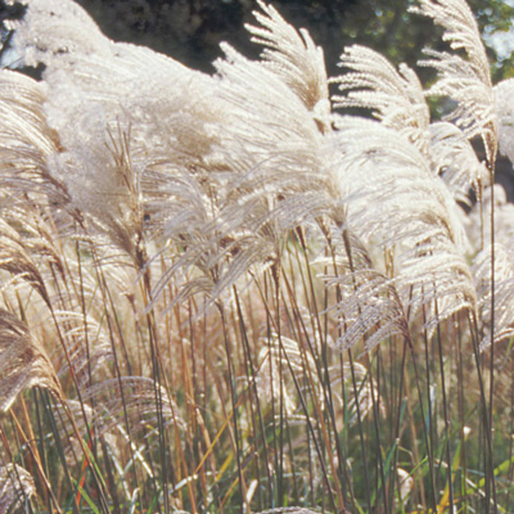 Miscanthus sinensis malepartus - Eulalie Malepartus - Eulalie - Miscanthus