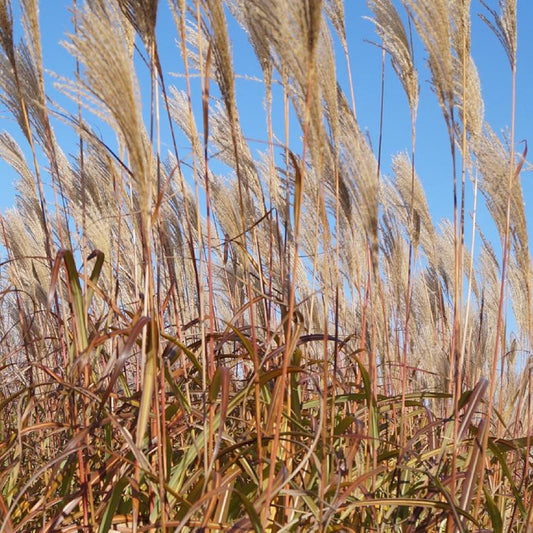 Bakker - Eulalie Silberfeder - Miscanthus sinensis silberfeder - Arbustes et vivaces