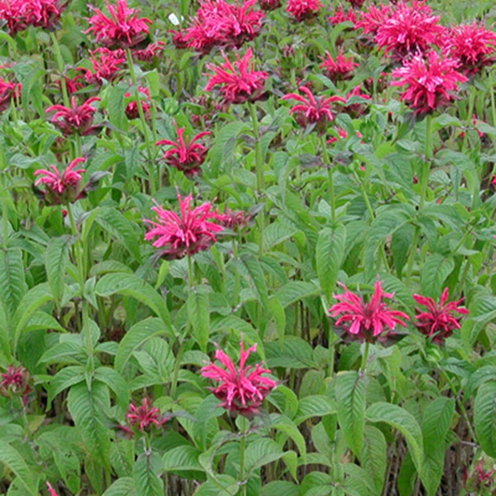 Monarda mahogany - Monarde Mahogany - Monarde