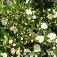 Bakker - Myrte commun Flore Pleno - Myrtus communis flore pleno - Plantes d'extérieur