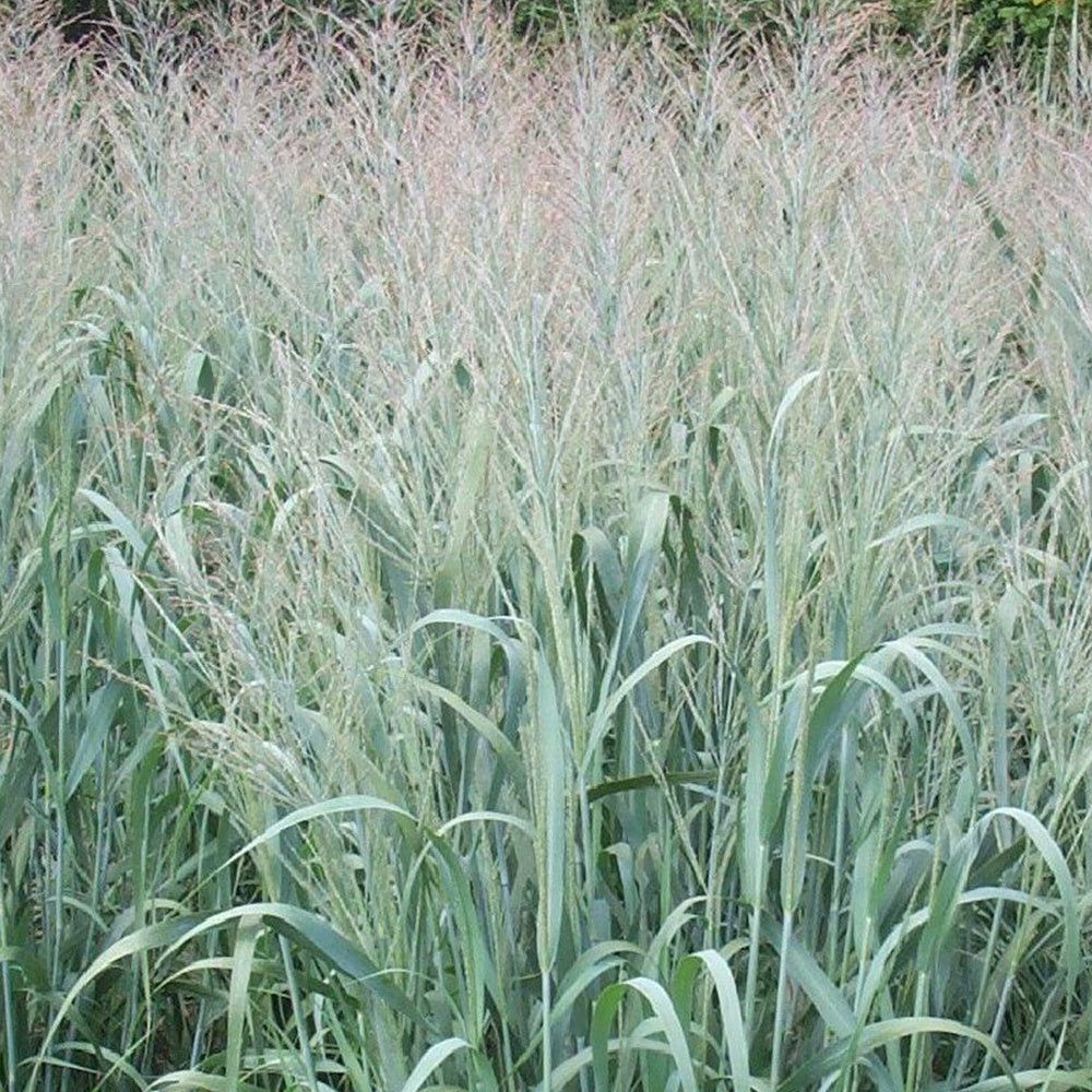 Bakker - Panic effilé Dallas Blue - Panicum virgatum dallas blues - Plantes d'extérieur