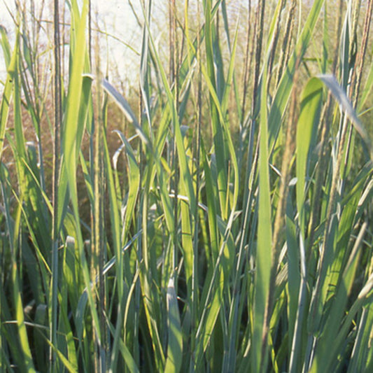 Bakker - Panic effilé Dallas Blue - Panicum virgatum dallas blues - Arbustes et vivaces