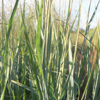 Bakker - Panic effilé Dallas Blue - Panicum virgatum dallas blues - Graminées