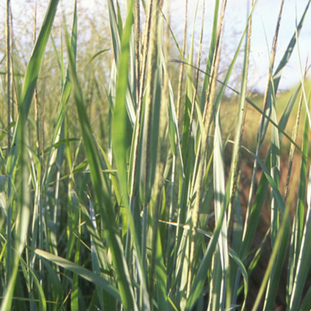 Bakker - Panic effilé Dallas Blue - Panicum virgatum dallas blues - Graminées