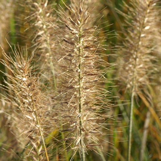 Herbe aux écouvillons Little Bunny - Pennisetum - Bakker