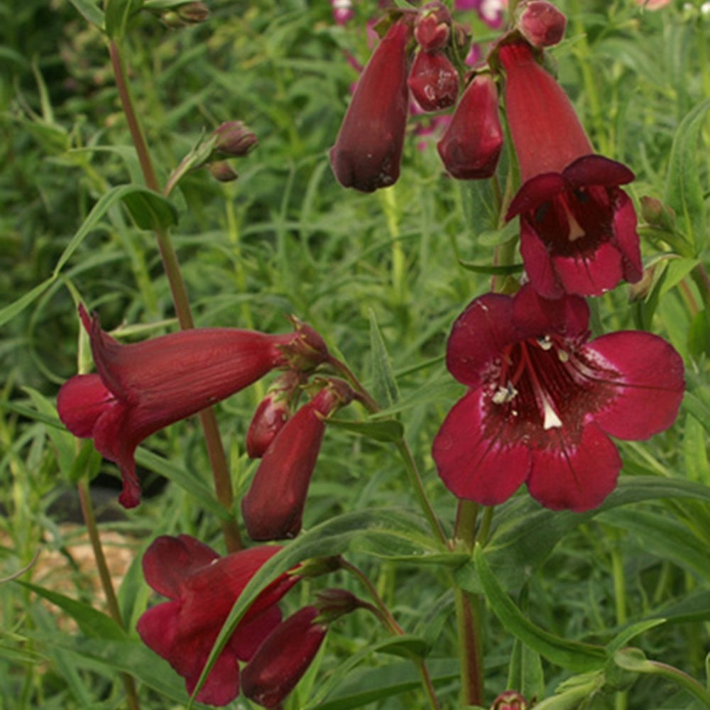 Galane Blackbird - Penstemon - Penstemon blackbird - Bakker