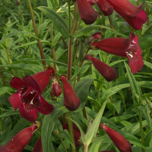 Bakker - Galane Blackbird - Penstemon - Penstemon blackbird - Plantes vivaces