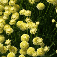 Santoline chamaecyparissus lindavica - Bakker.com | France