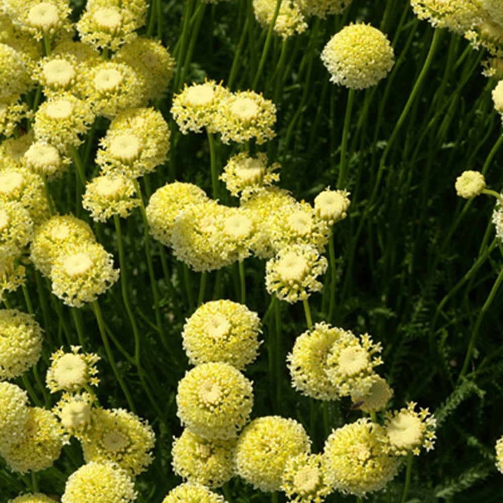 Santoline chamaecyparissus lindavica - Santolina chamaecyparissus lindavica - Bakker