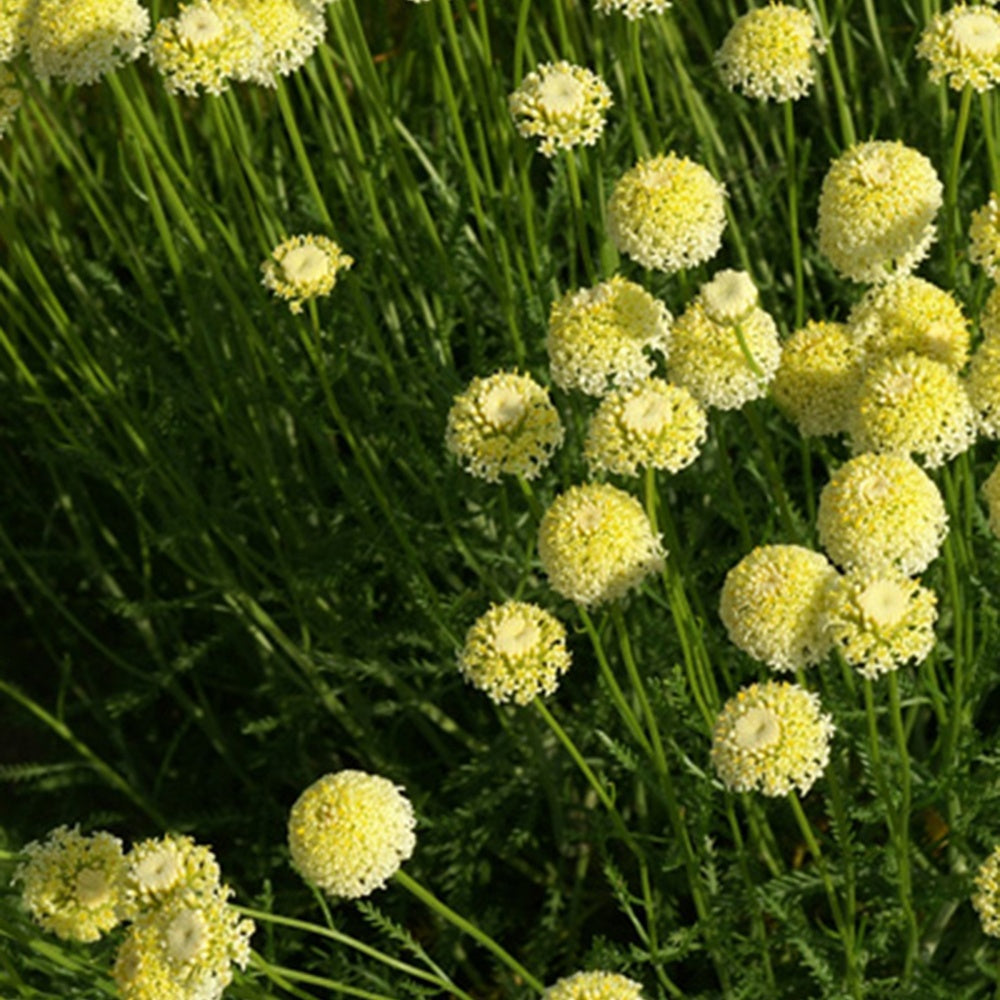 Santoline chamaecyparissus lindavica - Bakker