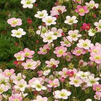 Bakker - Saxifrage Ware's Crimson - Saxifraga arendsii Ware's Crimson - Plantes d'extérieur