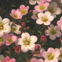 Bakker - Saxifrage Ware's Crimson - Saxifraga arendsii Ware's Crimson - Arbustes et vivaces