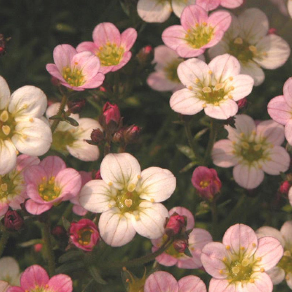 Bakker - Saxifrage Ware's Crimson - Saxifraga arendsii Ware's Crimson - Arbustes et vivaces