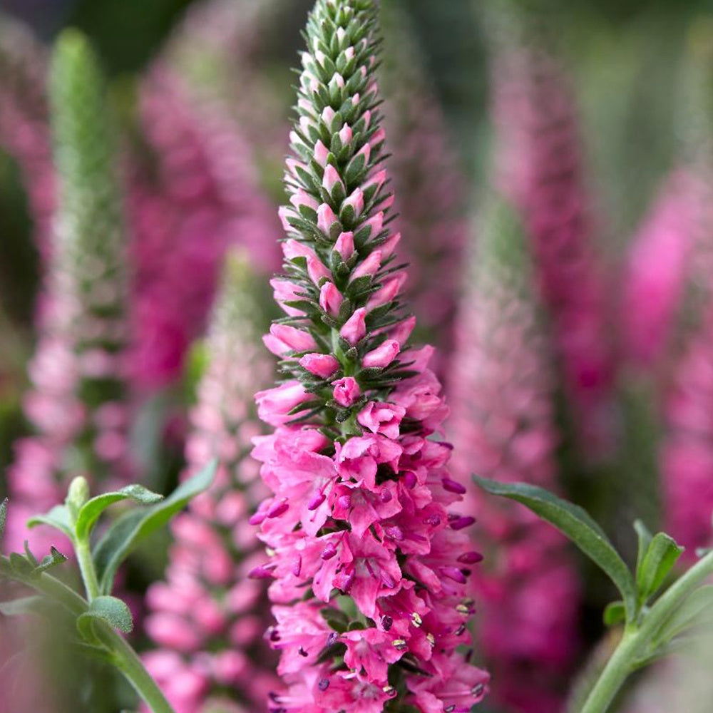 Veronica spicata bubblegum candle's ® - Veronique en épis Bubblegum Candles ® - Véronique