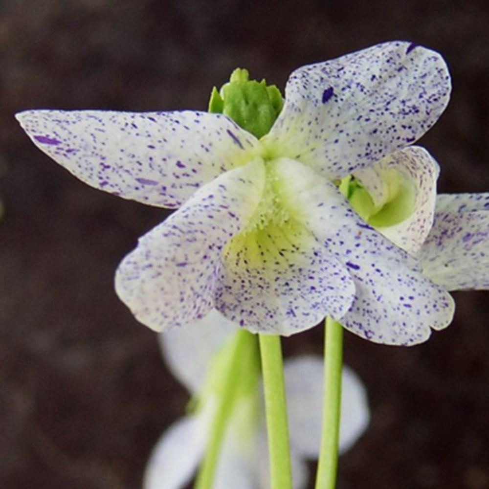 Violette vivace Freckles - Viola sororia freckles - Bakker
