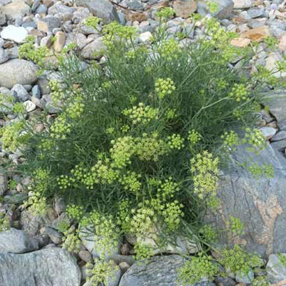 Bakker - Crithmum maritimum - Crithmum maritimum - Arbustes et vivaces