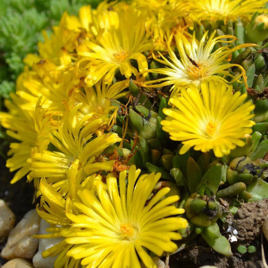Delosperma congestionné - Bakker