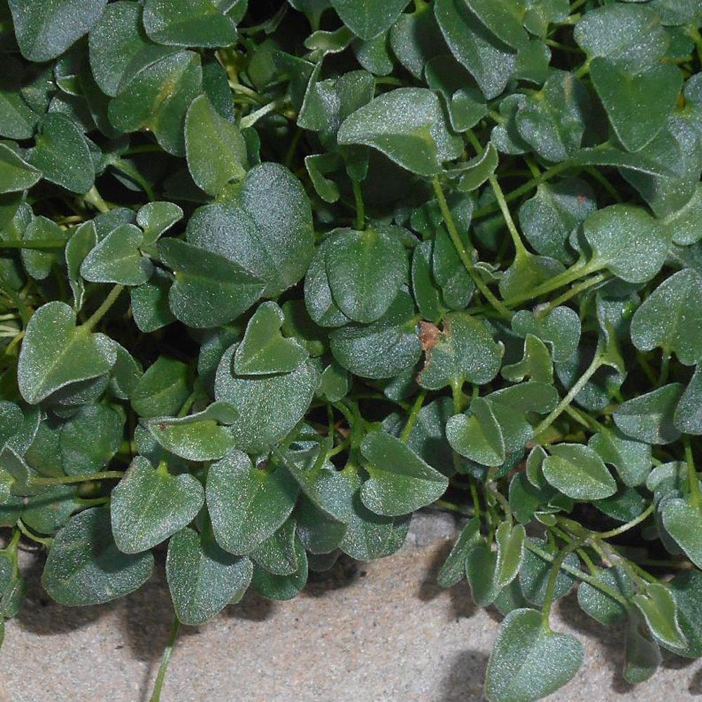 Falkia Repens - Bakker