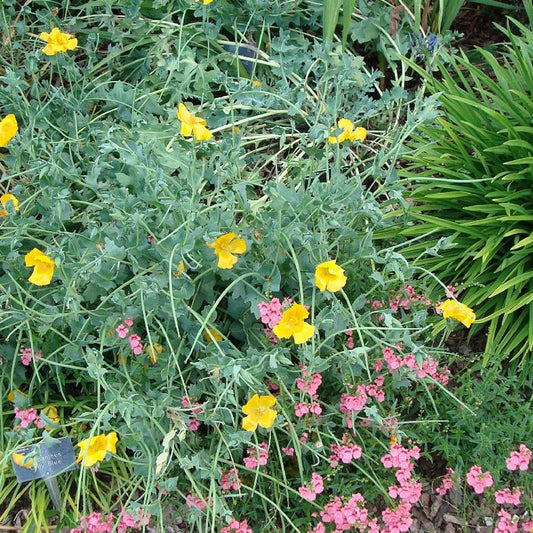 Glaucium flavum - Bakker