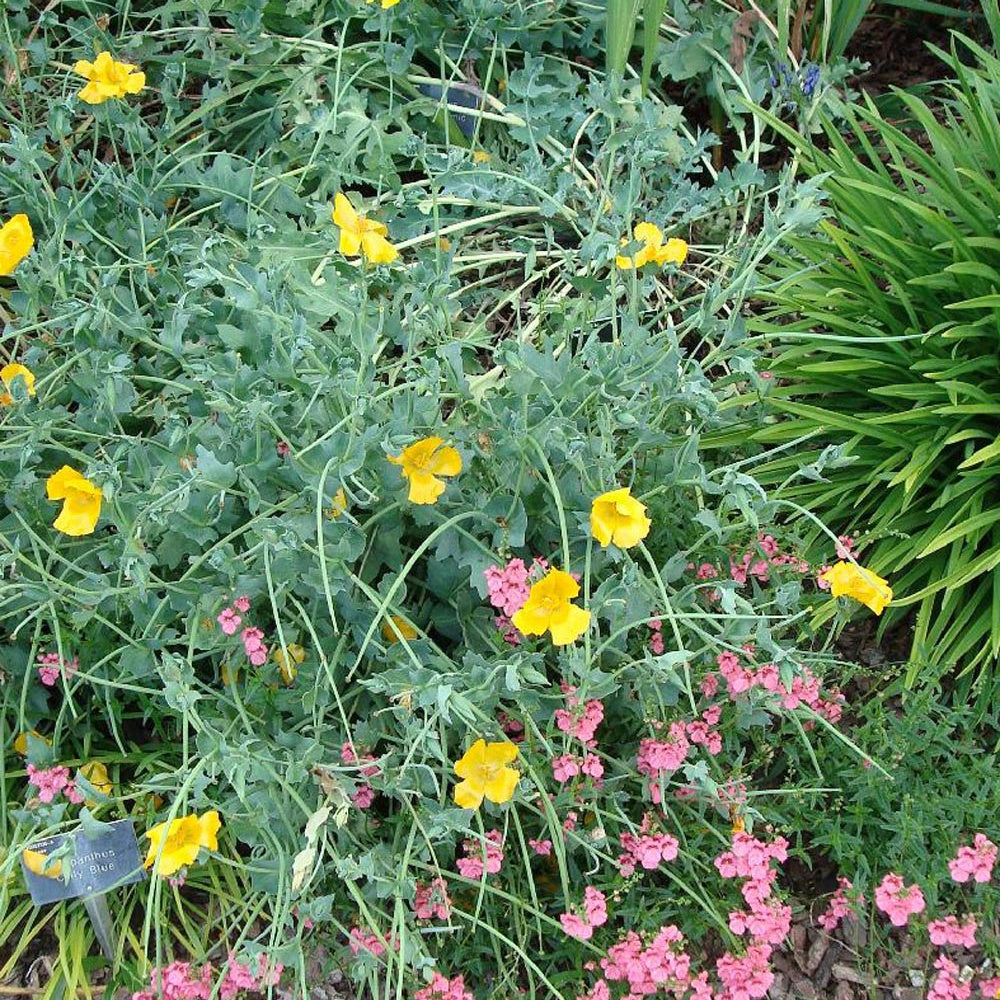 Bakker - Glaucium flavum - Glaucium flavum - Plantes d'extérieur