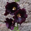 Bakker - Rose trémière noire - Alcea rosea nigra - Plantes d'extérieur