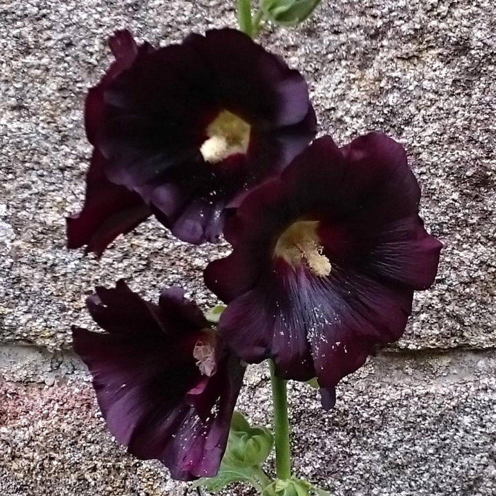 Bakker - Rose trémière noire - Alcea rosea nigra - Plantes d'extérieur