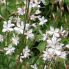 Gaura Summer Breeze - Bakker.com | France