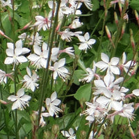 Gaura Summer Breeze - Bakker.com | France