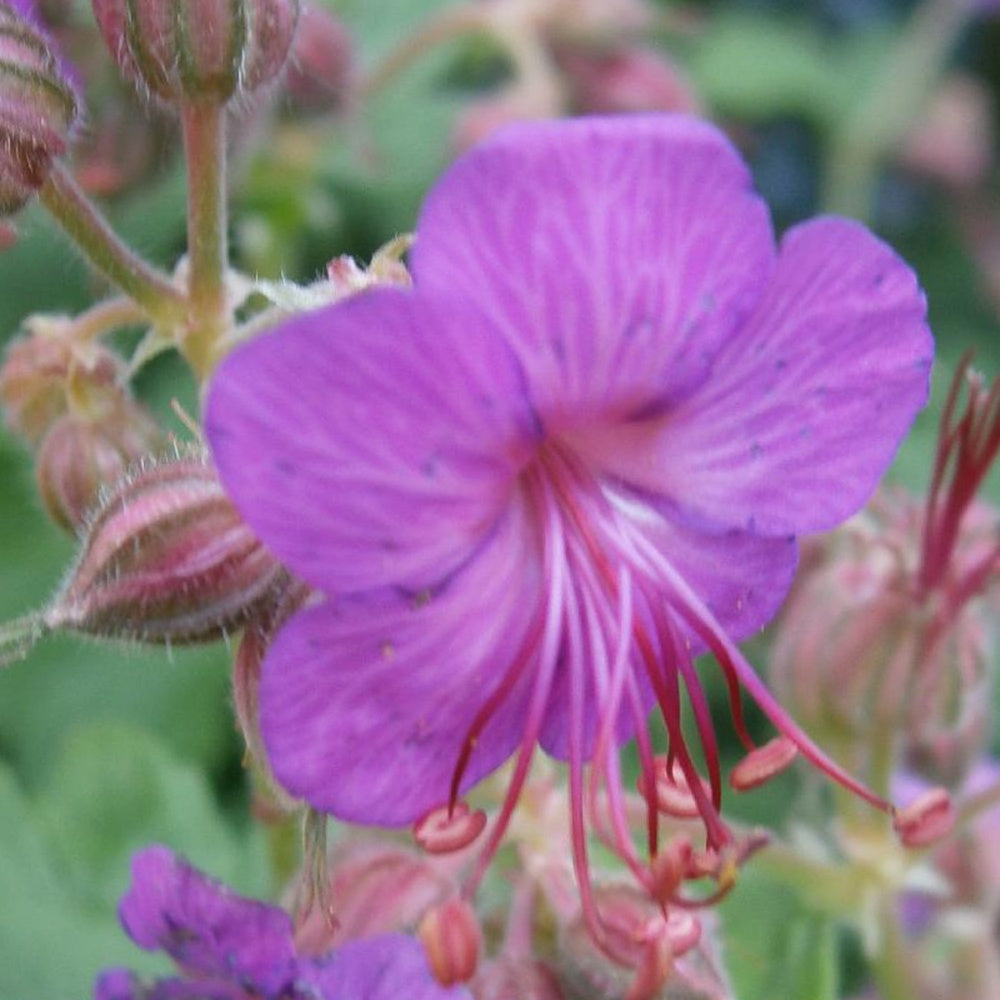 Bakker - Géranium vivace macrorrhizum - Geranium macrorrhizum - Plantes d'extérieur