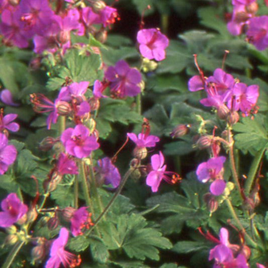 Bakker - Géranium vivace macrorrhizum - Geranium macrorrhizum - Arbustes et vivaces