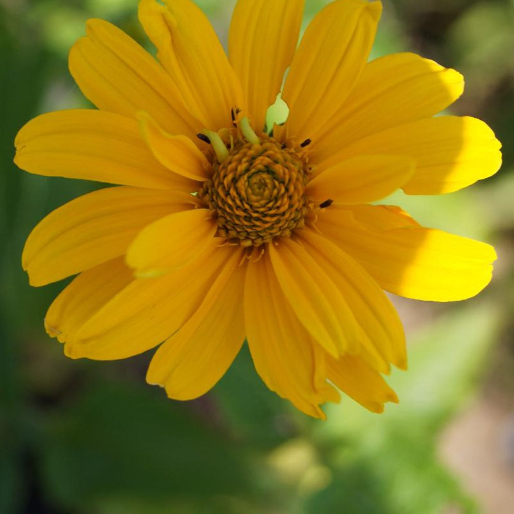 Bakker - Héliopside Sommersonne - Heliopsis helianthoides sommersonne - Plantes d'extérieur