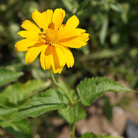 Bakker - Héliopside Sommersonne - Heliopsis helianthoides sommersonne - Arbustes et vivaces