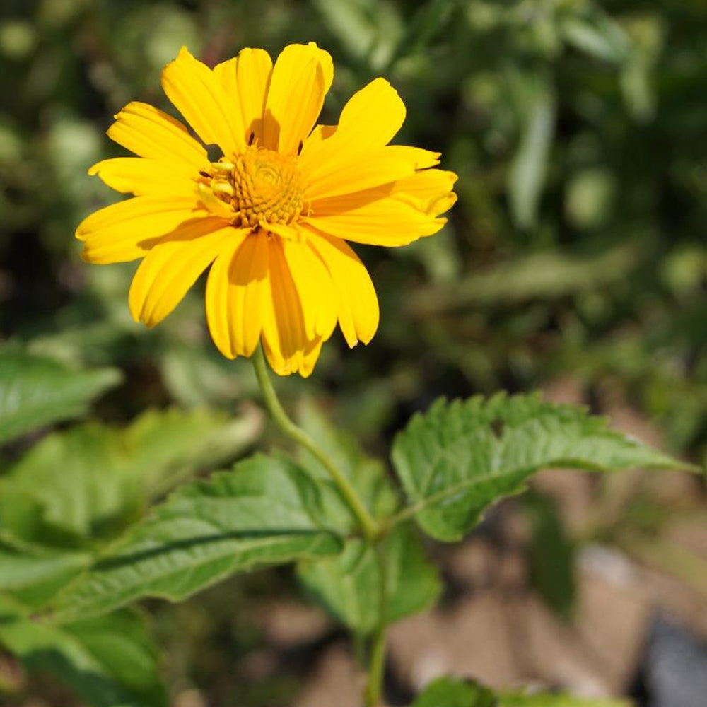 Bakker - Héliopside Sommersonne - Heliopsis helianthoides sommersonne - Arbustes et vivaces