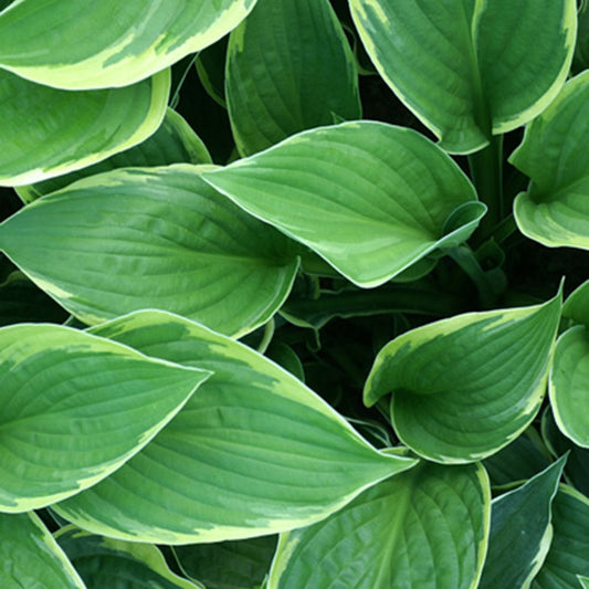 Bakker - Hosta Normalis - Hosta fortunei aureomarginata - Arbustes et vivaces