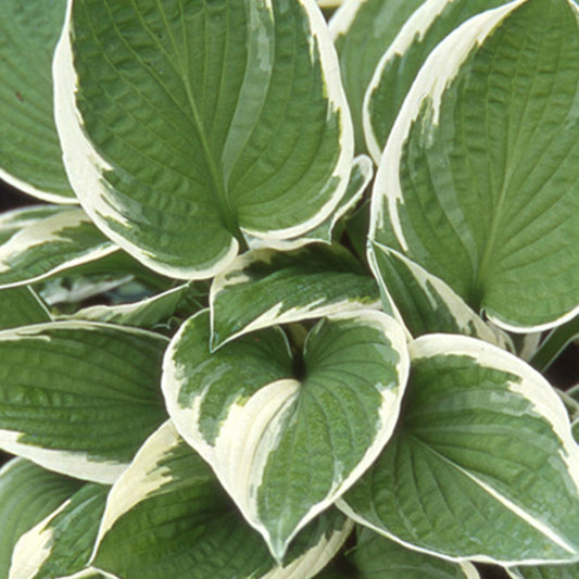 Hosta Francee - Bakker