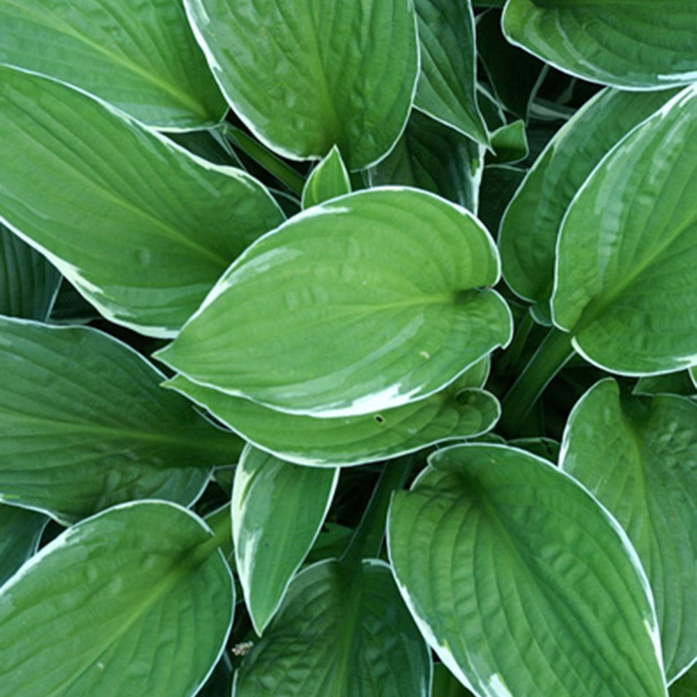 Hosta Francee - Bakker.com | France