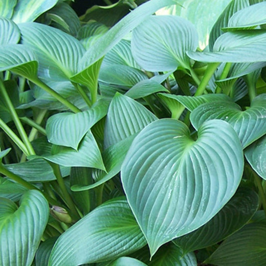 Bakker - Hosta Devon green - Hosta devon green - Plantes d'extérieur