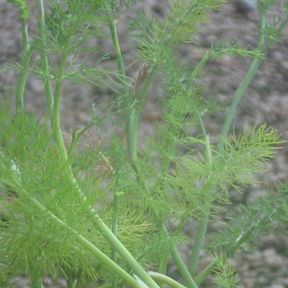 Bakker - Fenouil commun - Foeniculum vulgare - Potager